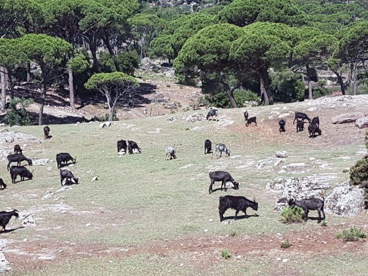 Koçarlı Bağarcık, ekoturizm merkezi oluyor G5