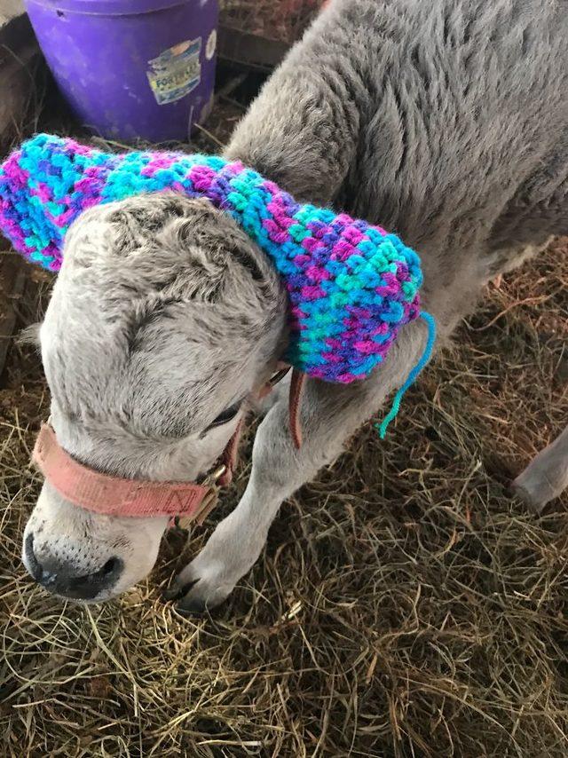 cute-cows-earmuffs-5d1b454f3354e__700