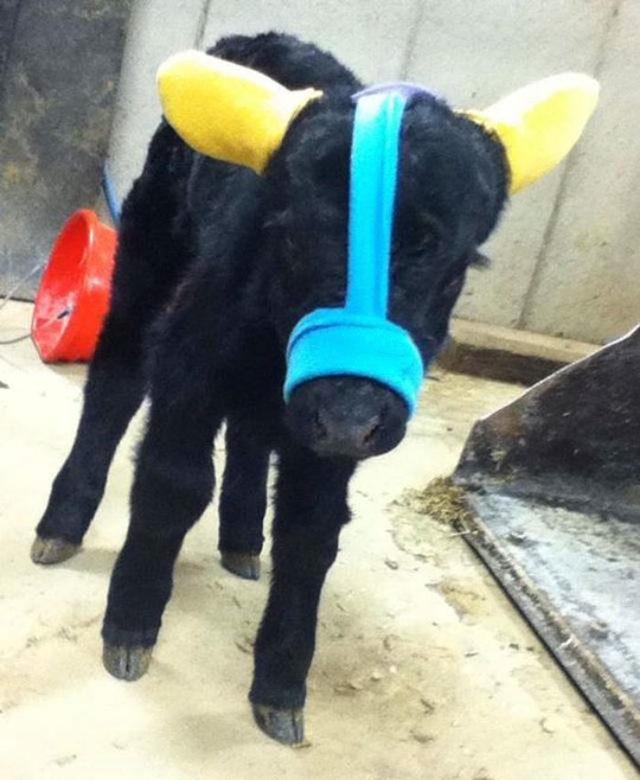 cute-cows-earmuffs-5d1b4560a7508__700