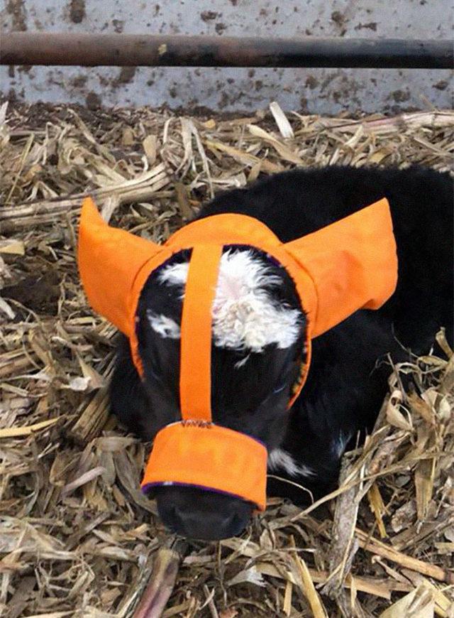 cute-cows-earmuffs-5d1b45595a723__700