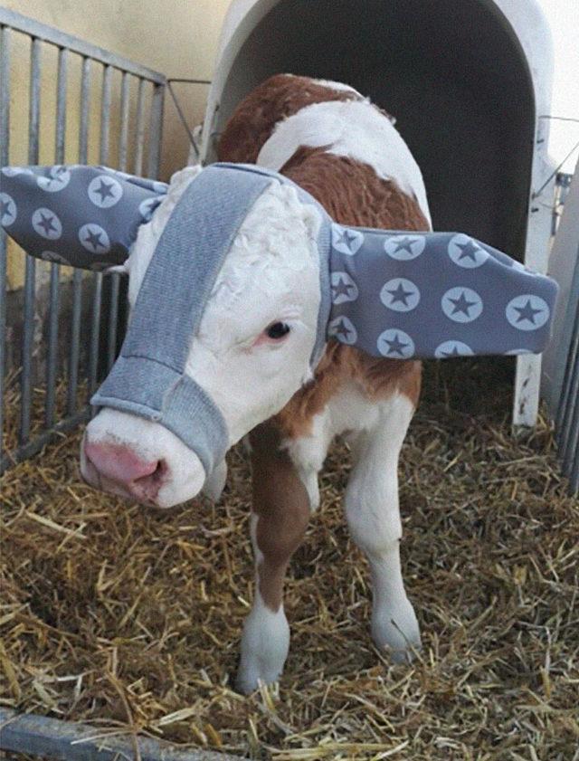 cute-cows-earmuffs-5d1b455362a2e__700