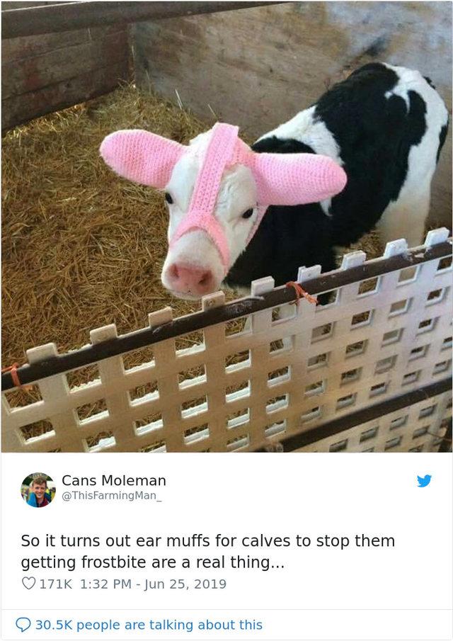 cute-cows-earmuffs-23