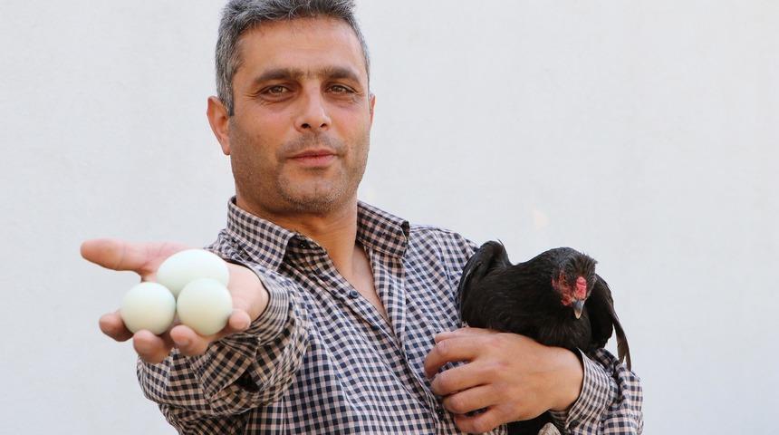 Hobi olarak başladı! Tavuğun yumurtaları ilgi görüyor