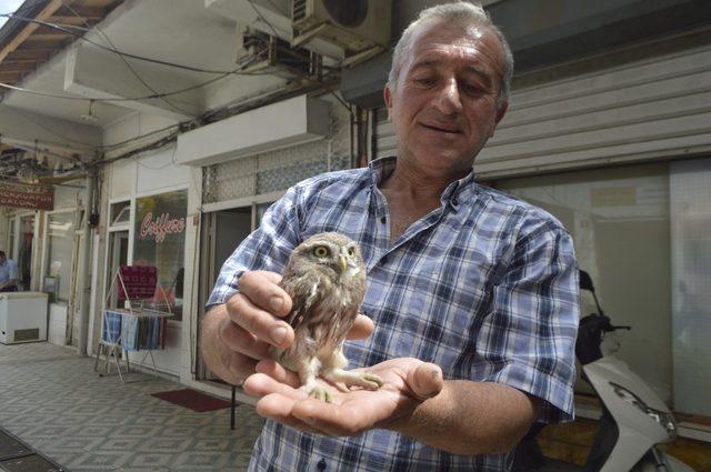 Sokakta bulduğu yavru baykuşu yetkililere teslim etti