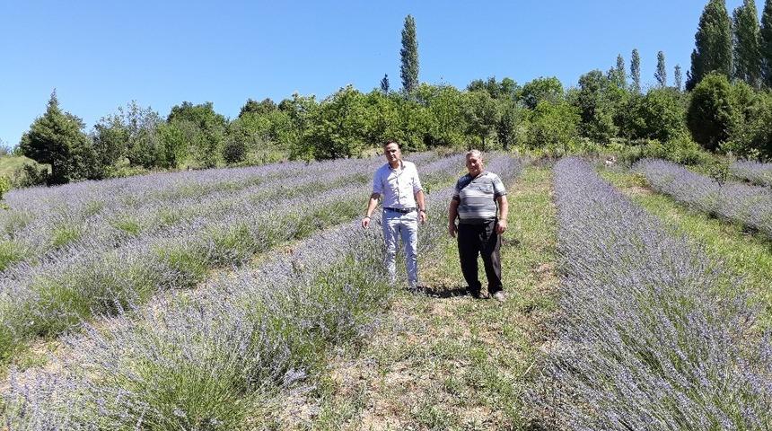 Simav&rsquo;da lavanta yetiştiriciliği projesi