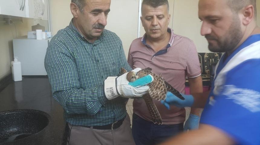 Elektrik akımına kapılan atmaca tedavi altına alındı