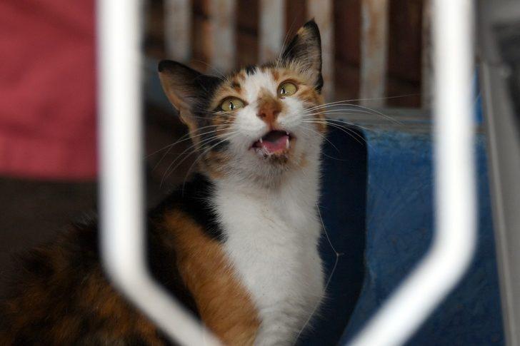 Balık sevdası başına dert açtı G1