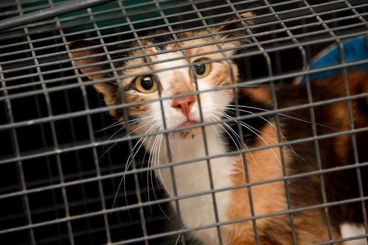 Balık sevdası başına dert açtı G3