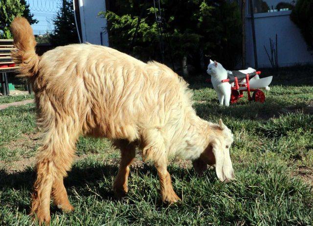 Üniversiteli Eren, yaralı ve bakımsız sokak hayvanlarına evini açtı