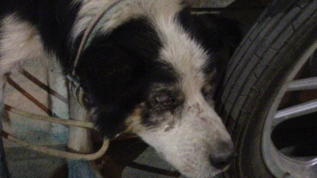 Yaralı kedi ve g&ouml;zleri g&ouml;rmeyen k&ouml;pek tedavi i&ccedil;in İstanbul&rsquo;a g&ouml;nderildi