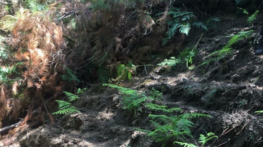 Ormanlık alana ekilmiş 512 k&ouml;k hint keneviri ele ge&ccedil;irildi