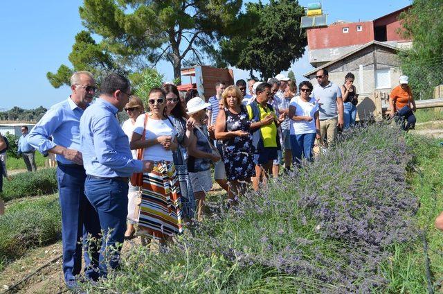 Didim Belediyesinden halka ücretsiz sera gezisi