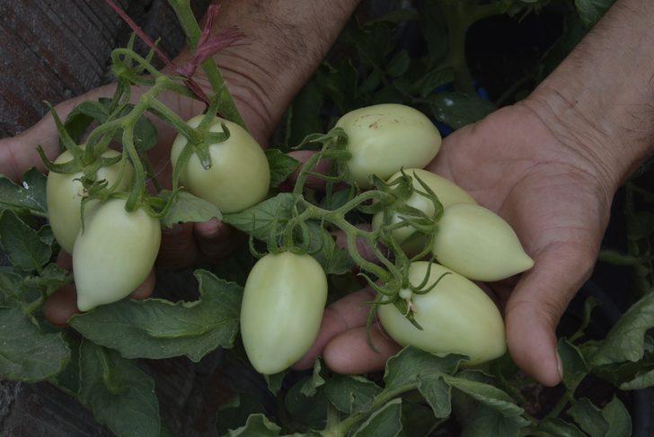 Çatıda atık malzemelerden kurduğu sera ile 10 kişilik aileye bakıyor G4