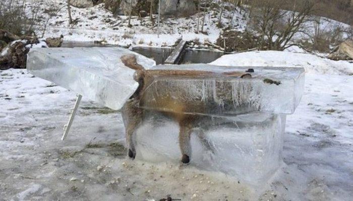 Almanya'da avcılar bir tilkiyi donmuş kalıp halinde buldu