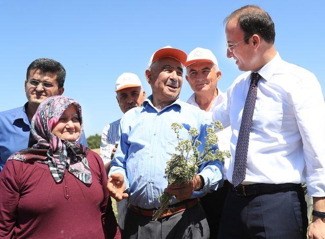 Başkan Örki, çiftçilerle ilk kekik hasadını yaptı