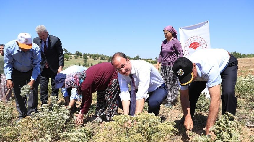 Başkan &Ouml;rki, &ccedil;ift&ccedil;ilerle ilk kekik hasadını yaptı