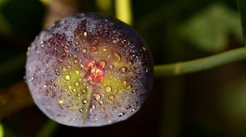 Bilim insanları inceledi! Günde 7 zeytin ve 1 incir yediğinizde bakın neler oluyor