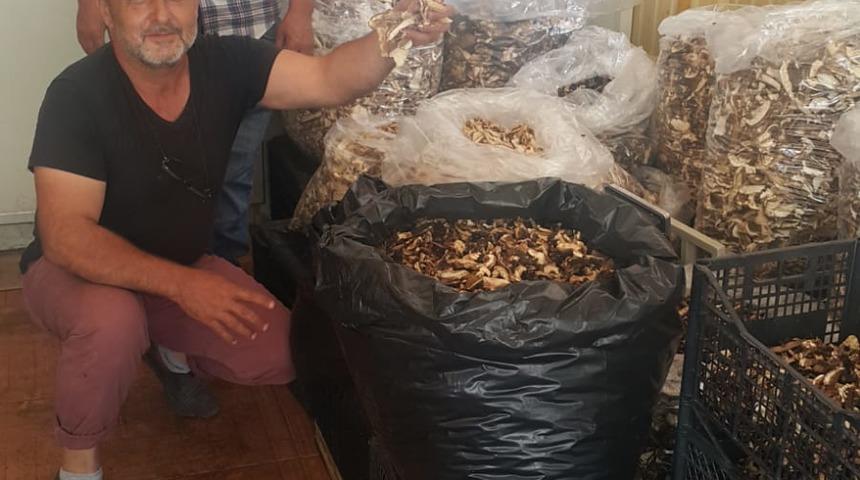 Sinop’tan dünyaya ihraç ediliyor, günde 7 bin lira kazanan bile var