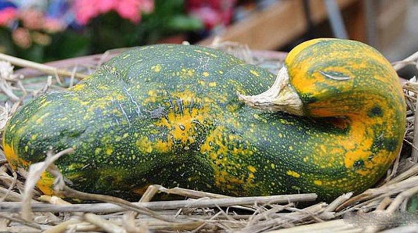 Gören bir daha dönüp bakıyor! Görüntüsüyle şaşkına çeviren yiyecekler