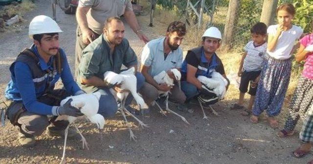 Elazığ’da yavru leylekler kurtarıldı