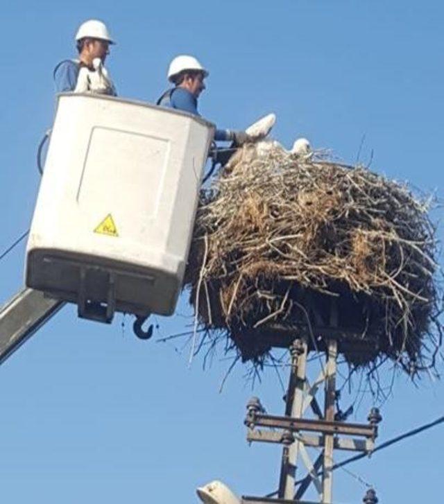 Elazığ’da yavru leylekler kurtarıldı