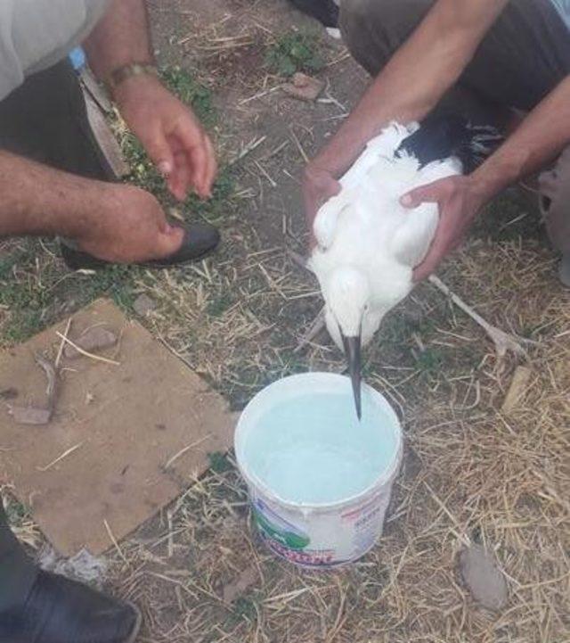 Elazığ’da yavru leylekler kurtarıldı