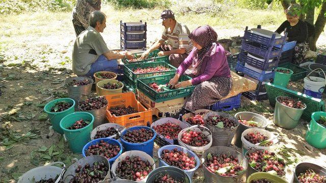 'ABD'nin kiraza ek vergisi, Çin'in gözünde Türk kirazını avantajlı yaptı'