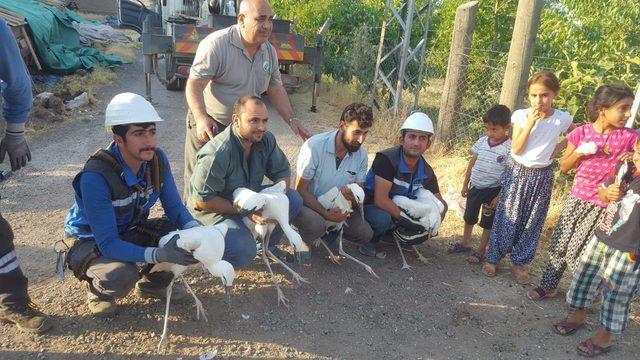 Anne ve babaları kayıp yavru leylekler korumaya alındı