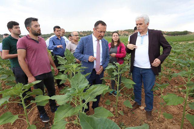 Ay çekirdeğinin kalitesini arttırmak için proje başlatıldı