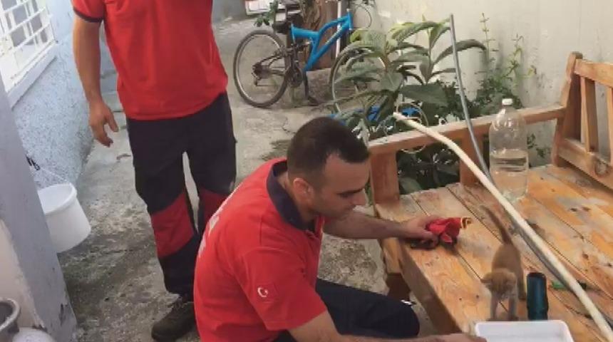 Çatıdan bacaya düşen yavru kedi kurtarıldı