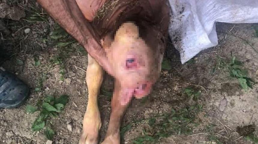 Tek g&ouml;zl&uuml; ve burun delikleri olmadan doğan buzağı &ouml;ld&uuml;