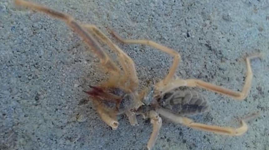 Havalar ısınınca ortaya çıktılar! Vatandaş tedirgin...