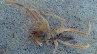 Havalar ısınınca ortaya çıktılar! Vatandaş tedirgin...