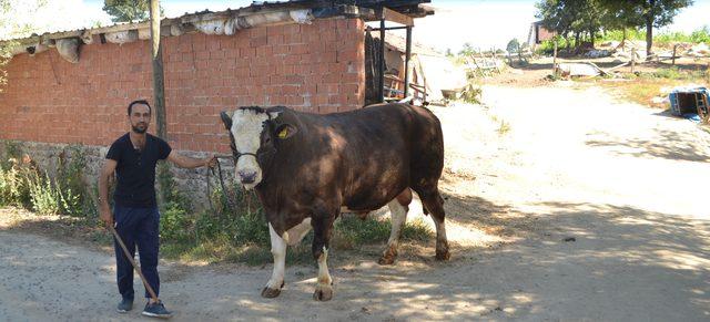 15-tonluk-cemil-45-bin-tlden-satisa-cikarildi_9347_dhaphoto2