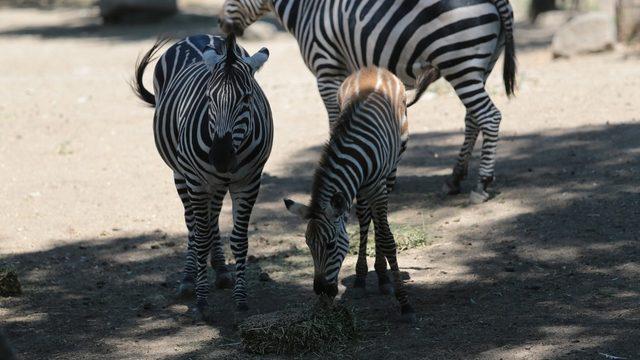 Yavru zebralara büyük ilgi