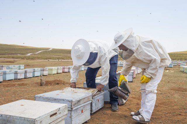 Volkanik dağda 60 bin kovanla bal hasadı; hedef 600 ton