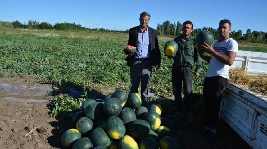 Örtü altı karpuz hasadı başladı