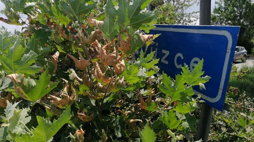 Ağa&ccedil;larla kaplanan tabela s&uuml;r&uuml;c&uuml;leri zorluyor