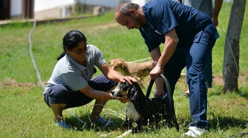 Sokak hayvanları için sıcaklık alarmı