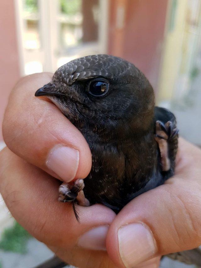 Sokakta bulunan Ebabil kuşu koruma altına alındı