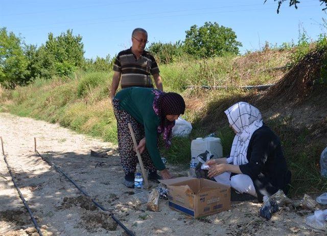 Yöreye özgü fasulye tohumları toprakla buluştu