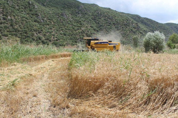Tosya’da hububat hasadı başladı G1