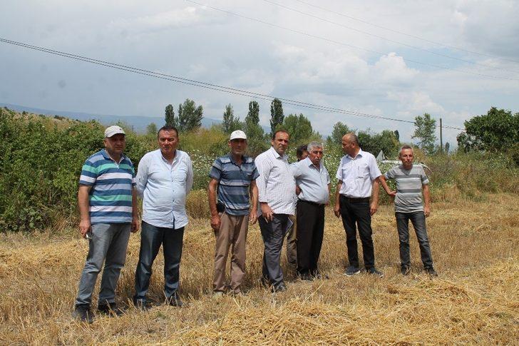 Tosya’da hububat hasadı başladı G3