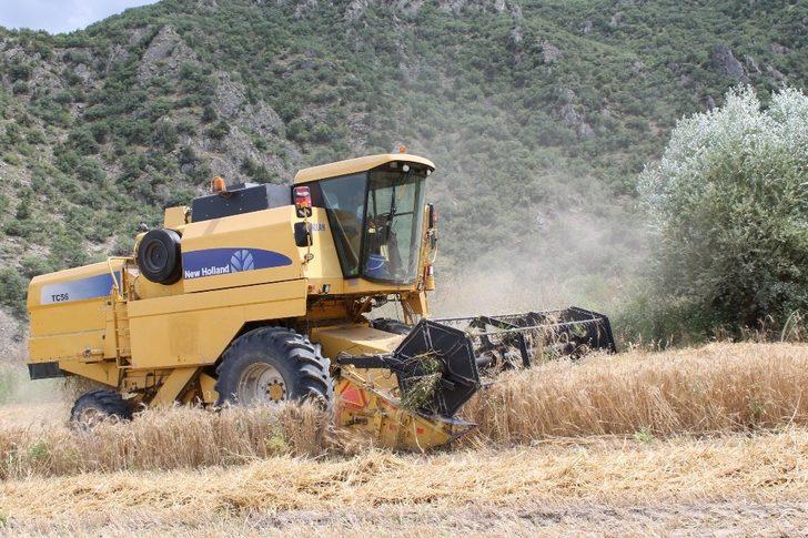 Tosya’da hububat hasadı başladı G4