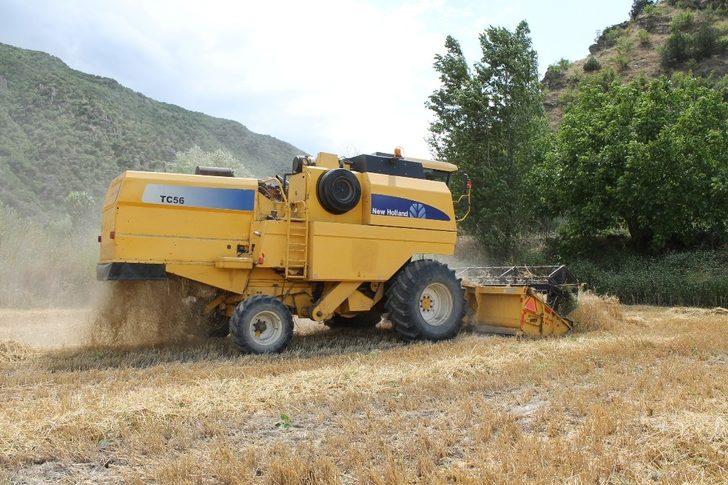 Tosya’da hububat hasadı başladı G5