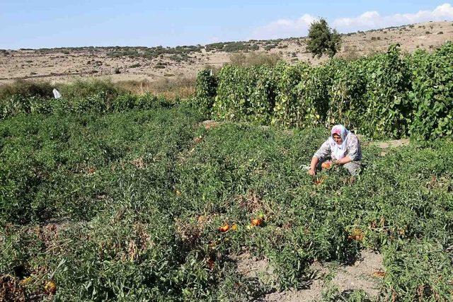 Yamanlar Domatesi tezgahlara dönüyor