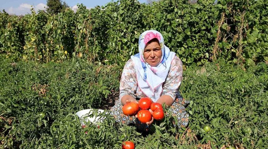 Yamanlar Domatesi tezgahlara dönüyor