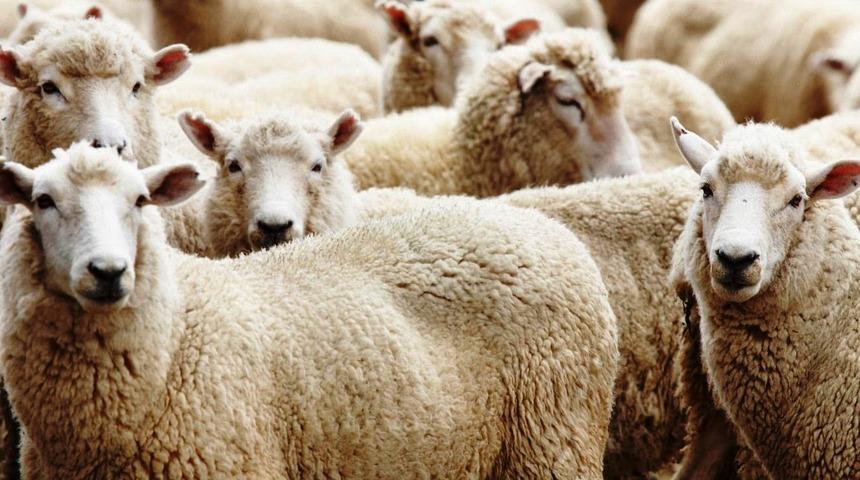 'Üniversiteli' kurbanlıklar görücüye çıktı