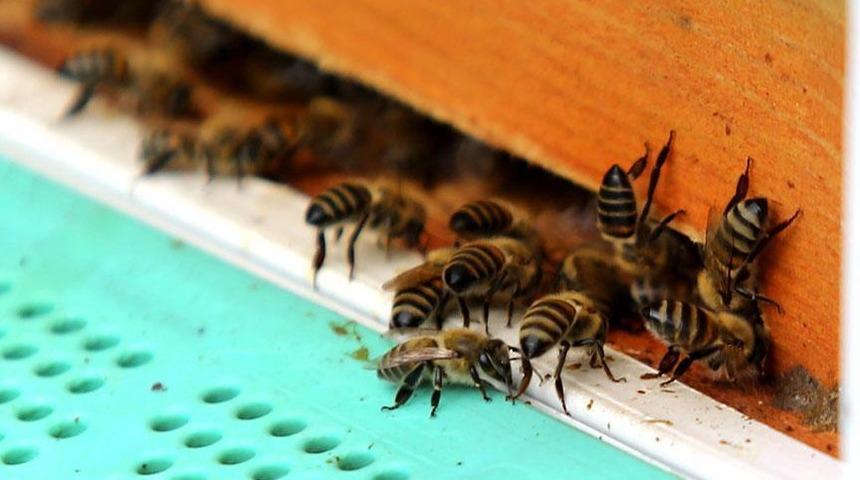 Manisa'da kendi beslediği arıların soktuğu kadın öldü