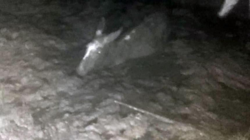 Bataklığa saplanan eşek kurtarıldı